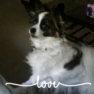 Meet your Posher, Diane